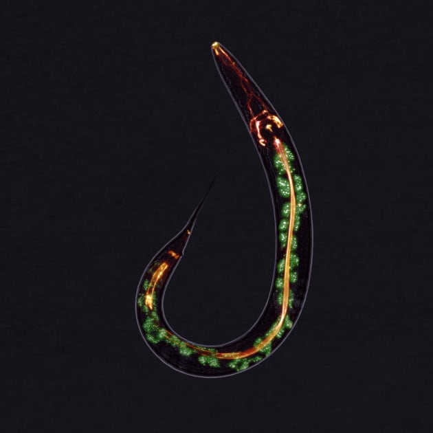 C. elegans - no text by SeidenKaczka